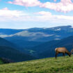 Grazing moose in a quiet wilderness. Photo by Dave Willhite