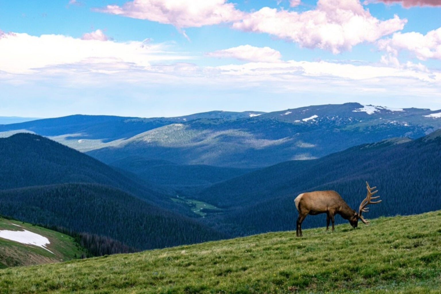 Grazing moose in a quiet wilderness. Photo by Dave Willhite