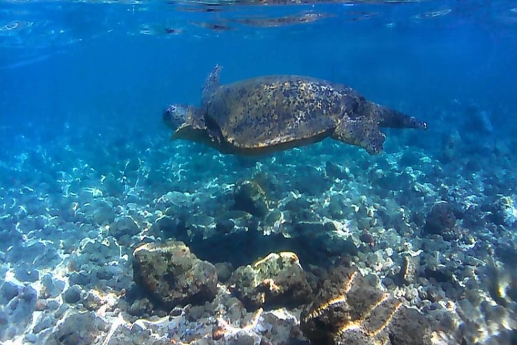 A Hawaiian sea turtle gently floats out to sea at Poipu Beach. Photo by Karla Freimuth