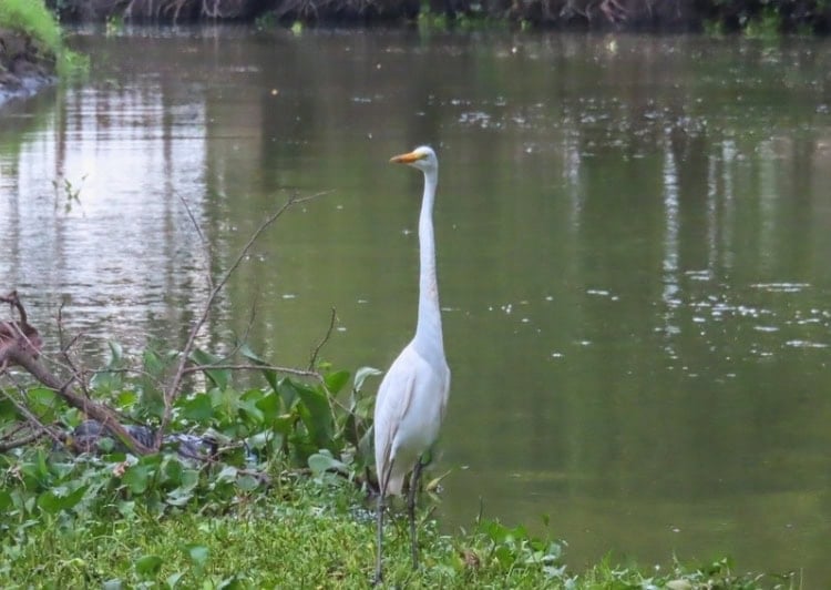 A heron along a canal in the Ci&eacute;naga de Piji&ntilde;o, a wetland connected to the Magdalena River near Mompox, Colombia. Photo by R.C. Staab