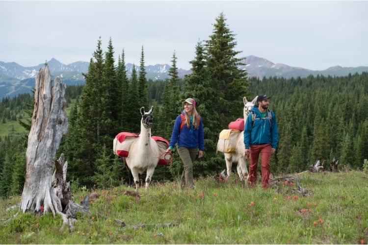 Hike with a llama(s). Photo by Jack Affleck