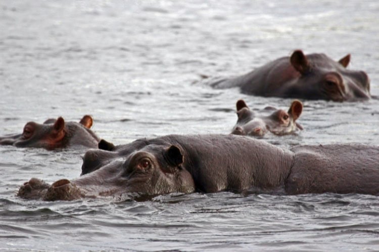 Hippos in the Chobe River. Photo by Goddard_Photography from Getty Images Signature via Canva