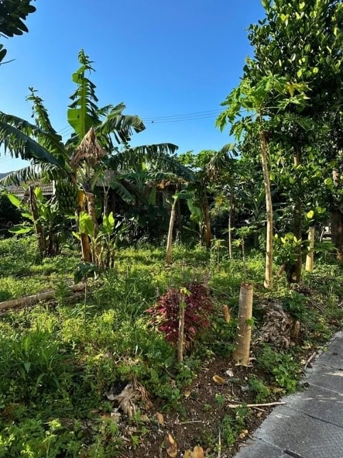 A local garden in Nago, filled with tropical fruit. Photo by Liv Headley