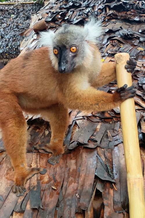 a brown female lemur holding a bamboo hiking stick