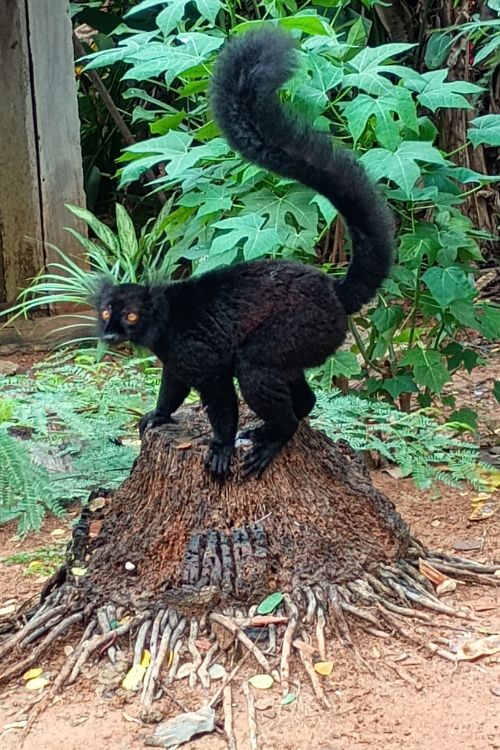 Black male lemur