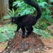 Madagascar Lemurs Pinterest