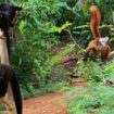 Out of nowhere a group of lemurs appeared to the delight of the disappointed tourists. Photo by C Bowman