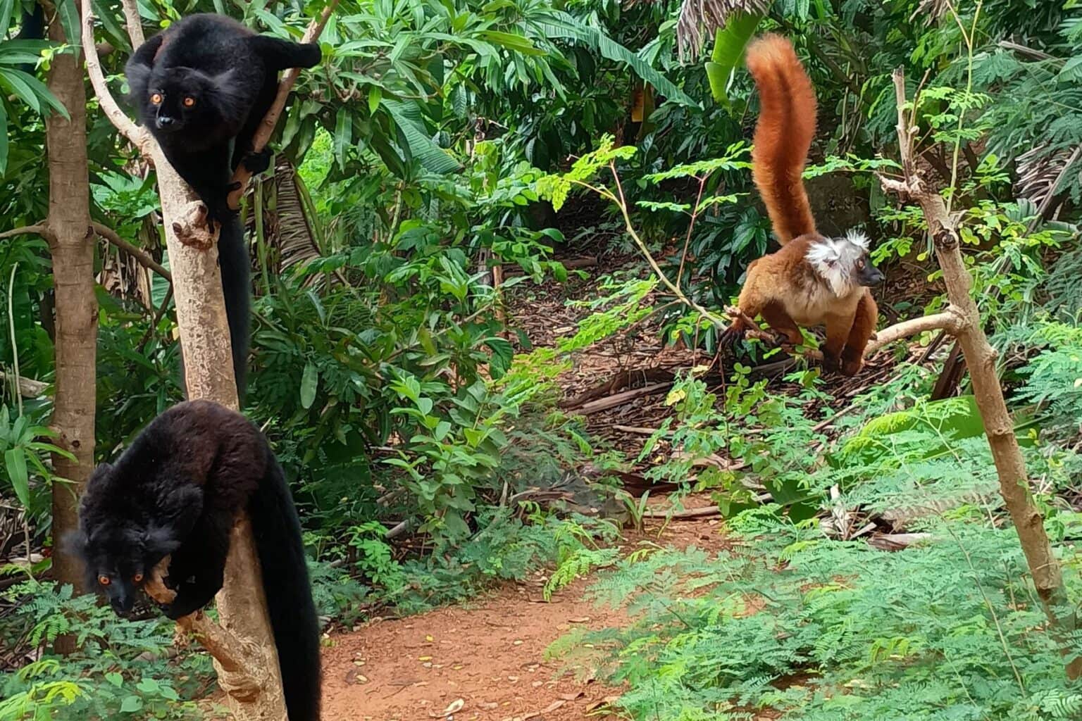 Out of nowhere a group of lemurs appeared to the delight of the disappointed tourists. Photo by C Bowman