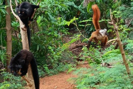 Out of nowhere a group of lemurs appeared to the delight of the disappointed tourists. Photo by C Bowman