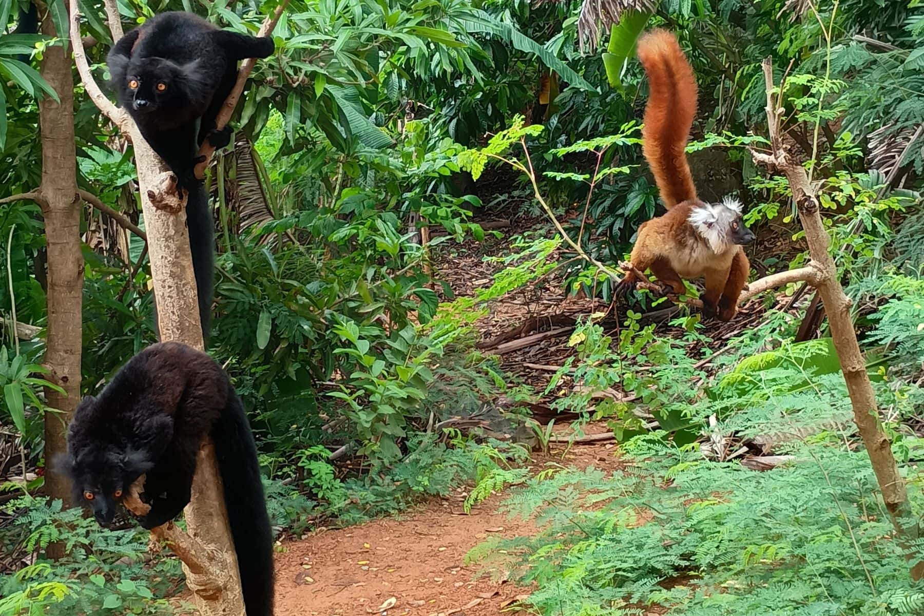 Looking for Lemurs in All the Wrong Places: A Madagascar Cruise Adventure
