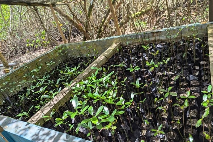 Mangrove seedlings at the Alligator Head Foundation Center. Photo by Keri G
