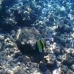 A Moorish idol searches for food in the shallow lagoon at Poipu Beach. Photo by Karla Freimuth Pinterest