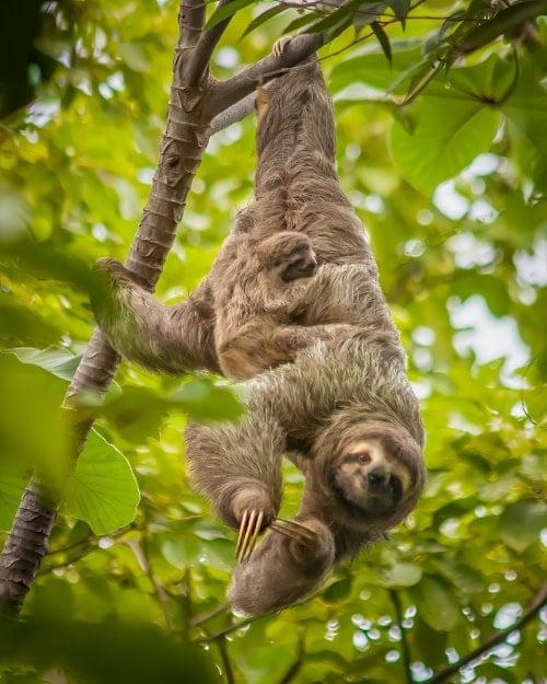 Mother and baby sloth in Quepos, Costa Rica. Photo by Teri K. Miller