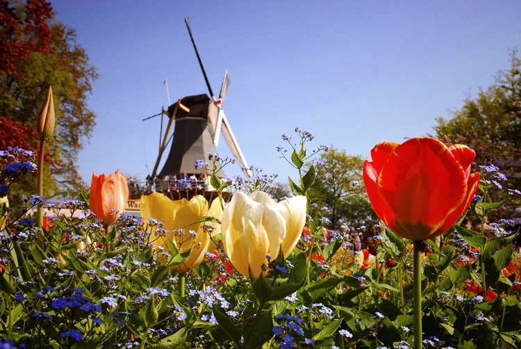 Keukenhof Gardens. Photo courtesy AmaWaterways