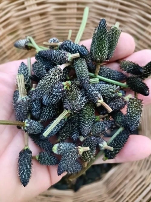 Plantain buds that grow in the area. One of the most delicious wild things in the world for foraging and vibrational cuisine: nourishment as pathways to presence and reconnection. Photo by Carlos Omar Gardinet