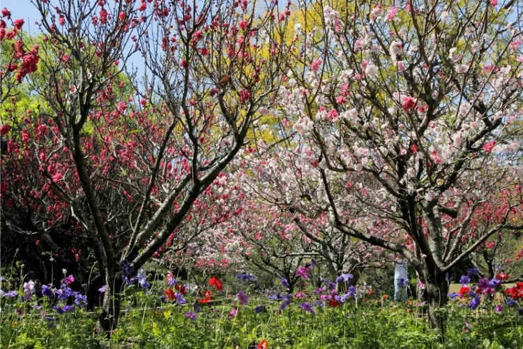 Profusion of colors at Wisteria Gardens