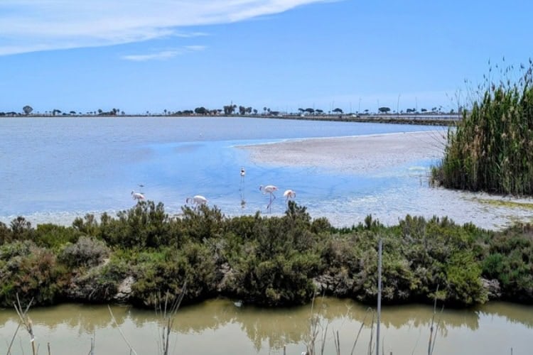 Saline di Molentargius.