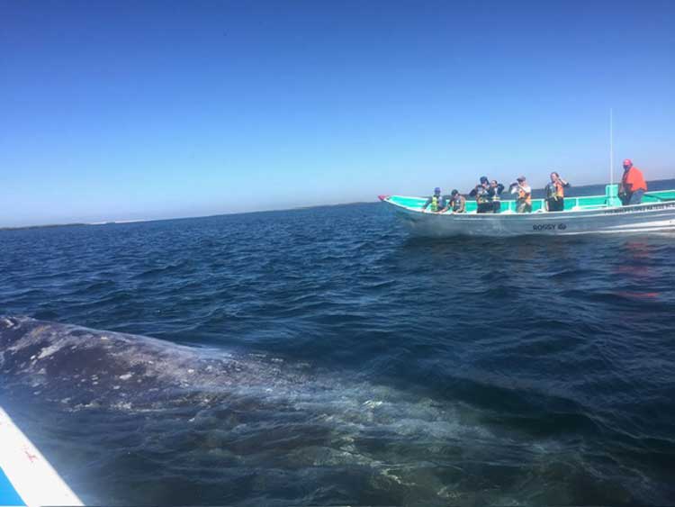 A gray whale approaches a small group of whale watchers in Magdalena Bay. Photo by Janna Graber