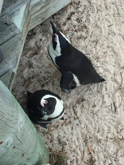 2 penguins saying hi to humans at Boulder's Beach, Cape Town. Photo by Nishika Vadodaria