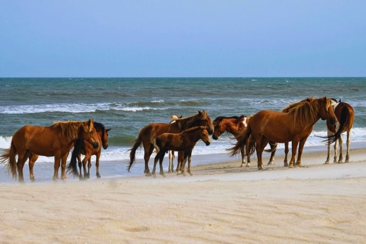 Assateague Island wild ponies on the beach. Photo by Sara Cottle, Unsplash