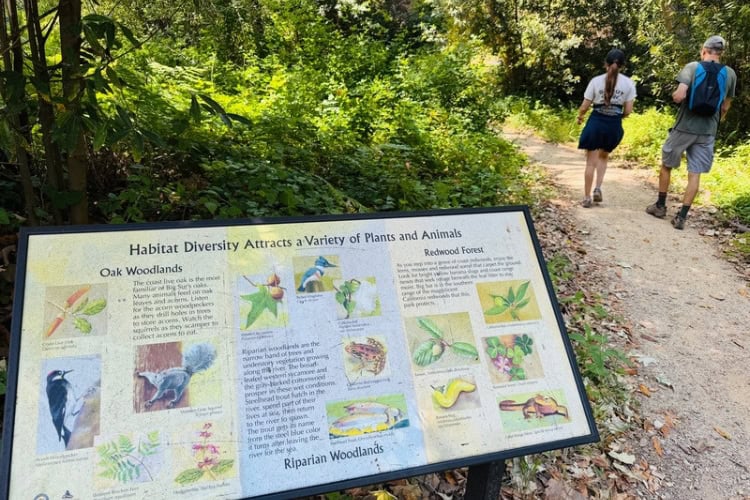 Learn about the flora and fauna in Big Sur. Photo by Jill Weinlein