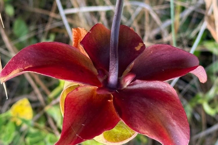 A flower at Tarkiln Bayou. Photo by Teresa Bergen