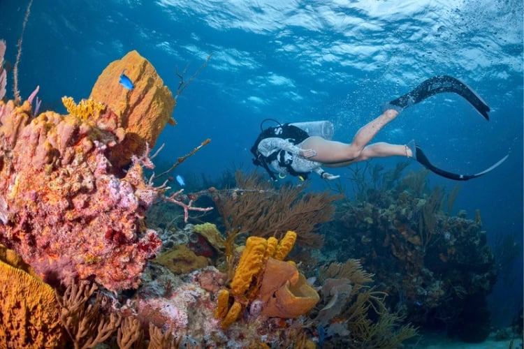 Colorful coral of The Bahamas. Photo courtesy of PADI
