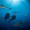 Surrounded by sharks. Photo courtesy of PADI
