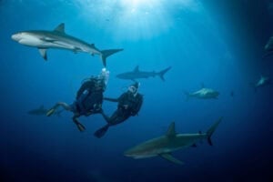 Surrounded by sharks. Photo courtesy of PADI