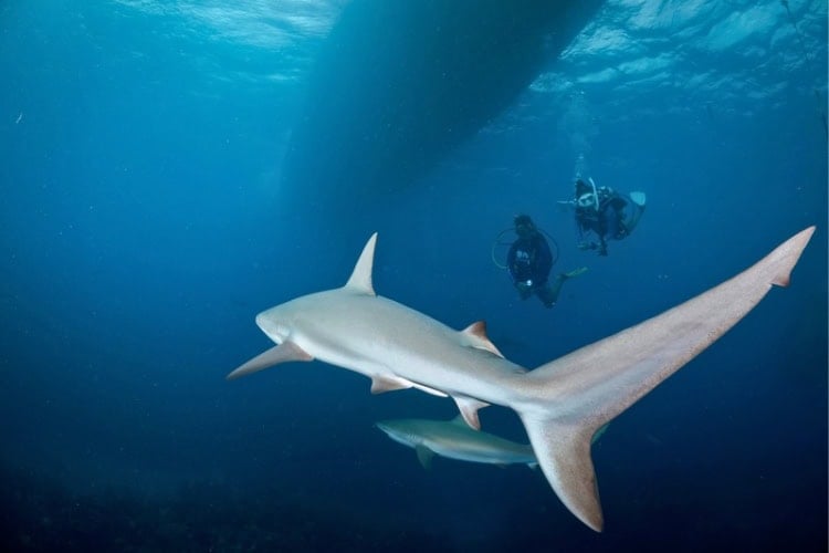 Divers experiencing shark encounters in The Bahamas. Photo courtesy of PADI