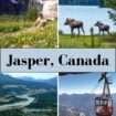 A trail in Jasper National Park that highlights its accessibility to travelers of all ages and abilities. Photo courtesy of Jasper Tourism Pinterest