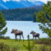 Moose roaming along the lakeshore in Jasper National Park. Photo courtesy of Jasper Tourism