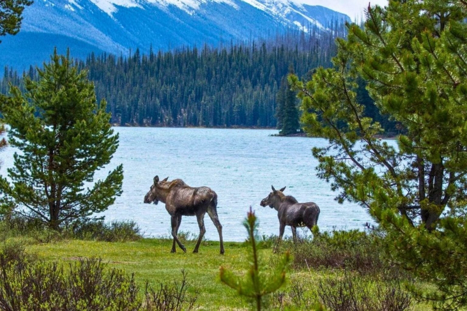 Moose roaming along the lakeshore in Jasper National Park. Photo courtesy of Jasper Tourism
