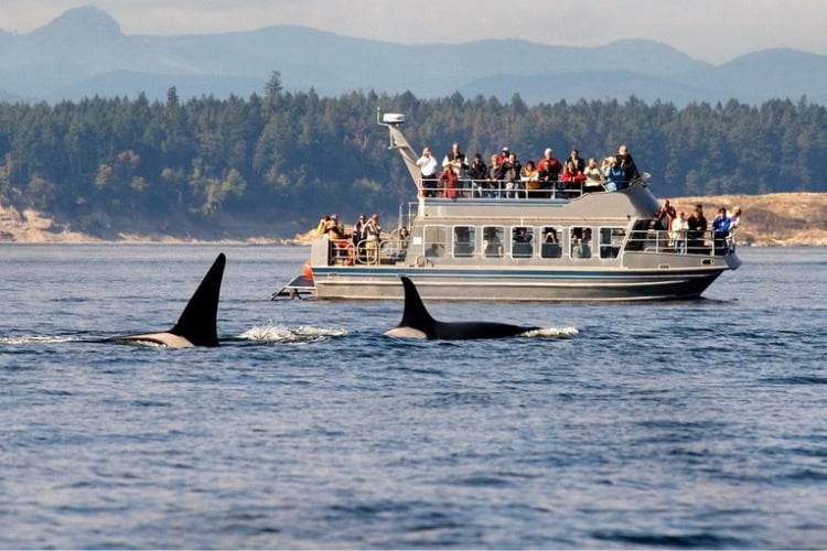 Whale watching in Victoria. Photo courtesy of Tourism Victoria