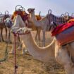 Camels in the Agafay desert. Image by Giulia D Angelo from Getty Images
