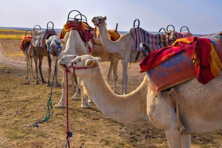 Camels in the Agafay desert. Image by Giulia D Angelo from Getty Images