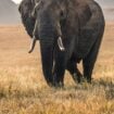 An elephant in the Lewa Conservancy, Isiolo, Kenya. Photo by David Clode, Unsplash