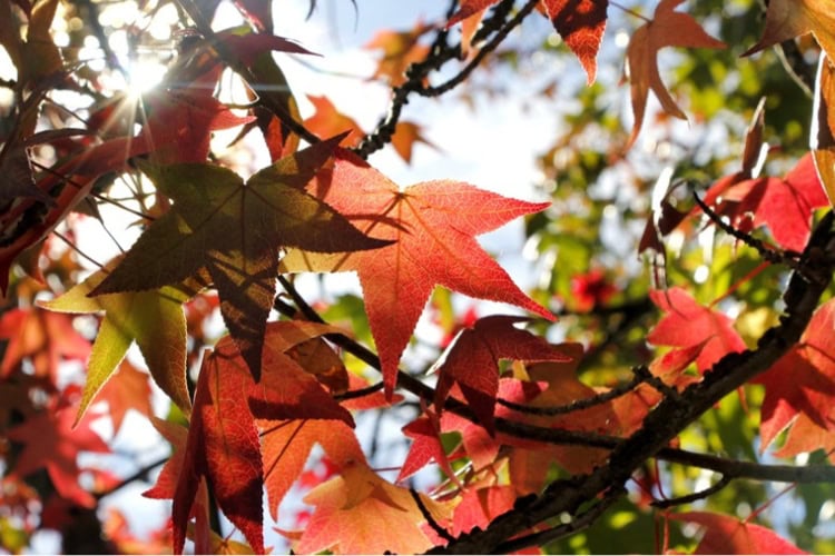Autumn colours at Leura, easy to spot around the Town Centre itself. Photo by Ayan A