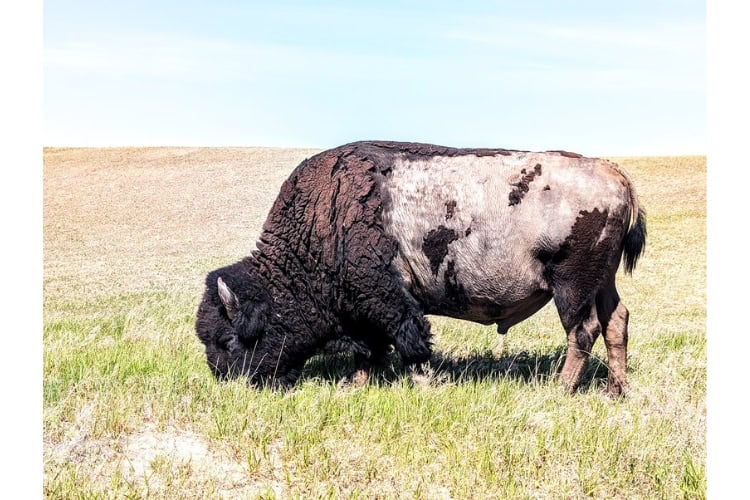 A large male bison in Badlands National Park. Photo by Frank Hosek