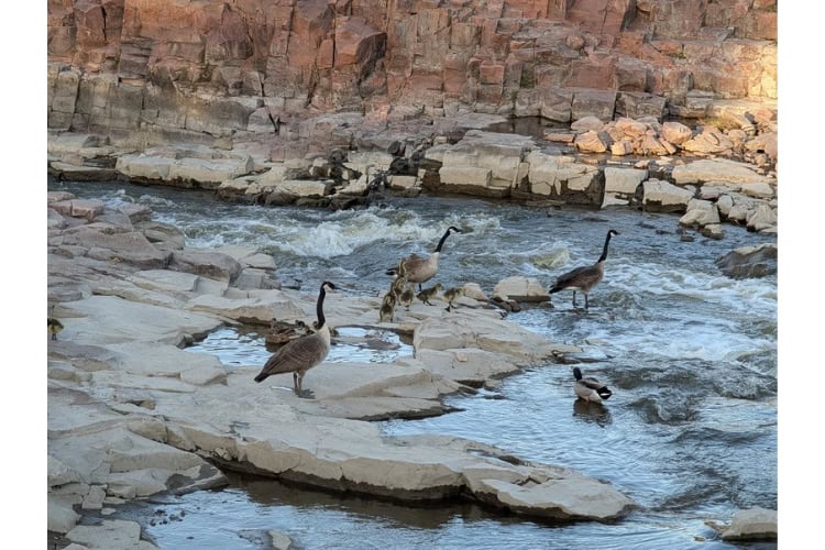 Canada Geese family at Falls Park. Photo by Kathy Hosek