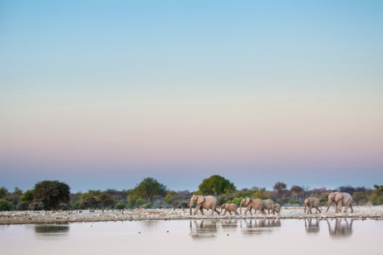 Elephant herd coming in to drink in Namibia. Photo by Getty Images, Unsplash
