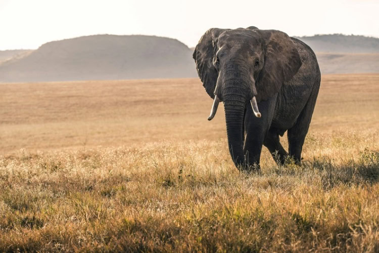 An elephant in the Lewa Wildlife Conservancy, Isiolo, Kenya. Photo by David Clode, Unsplash