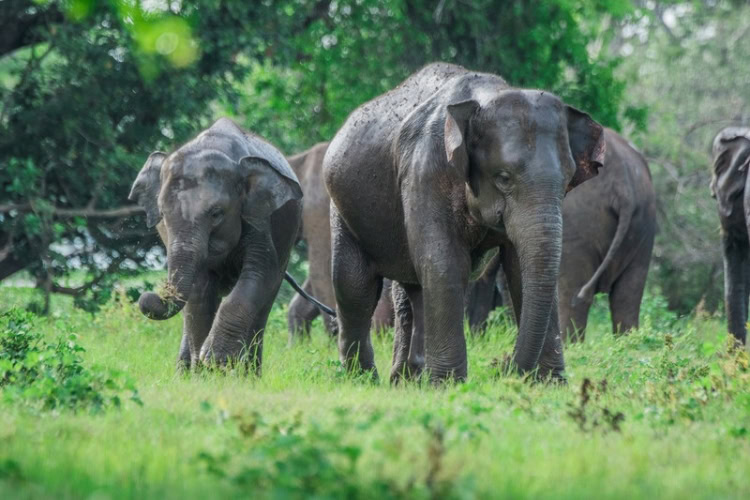 Elephants on a green grass field in Minneriya, Sri Lanka. Photo by Udara Karunarathna, Unsplash