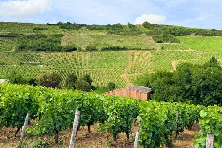 Henri Bourgeois, a family-owned winery in Sancerre. Photo by Janna Graber
