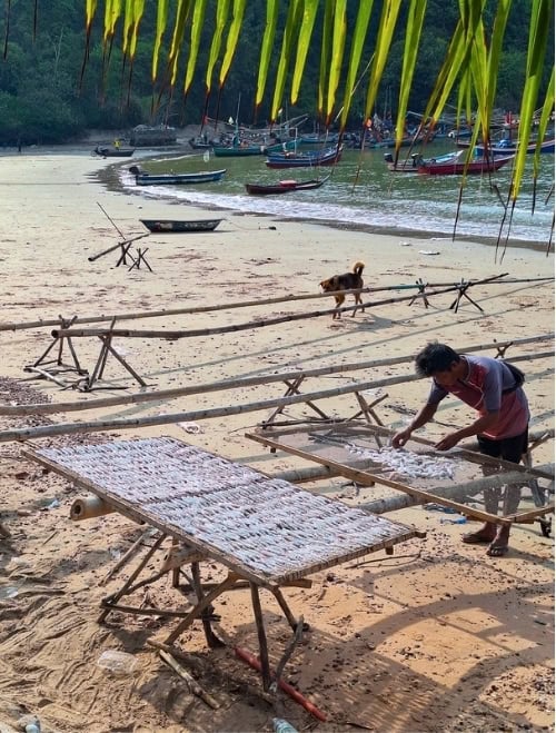 A local fisherman laying out fresh-caught squid on a drying rack on Bang Boet Beach. Photo by Michael Cullen