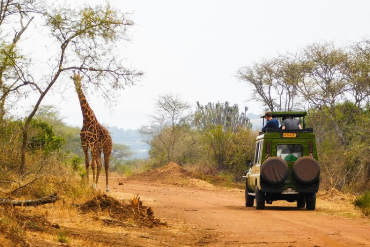 Giraffe and truck on a dirt road in Akagera National Park, Rwanda. Photo by Emmy Shingiro, Unsplash