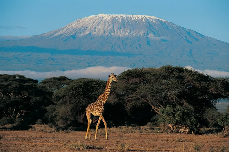 Giraffe in a field with Mount Kilimanjaro in the background, Tanzania. Photo by Getty Images, Unsplash