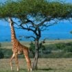 Giraffe standing next to a tree in a field on the African Savannah. Photo by Getty Images, Unsplash