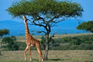 Giraffe standing next to a tree in a field on the African Savannah. Photo by Getty Images, Unsplash