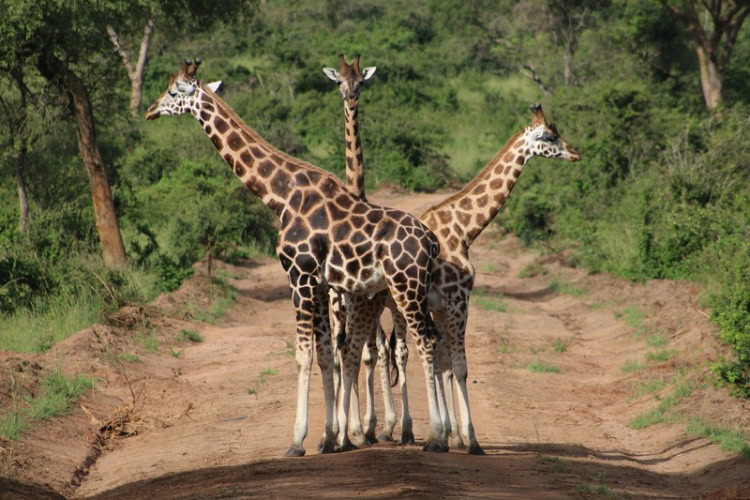 Giraffes on a road in Uganda. Photo by Lisette Verwoerd, Unsplash
